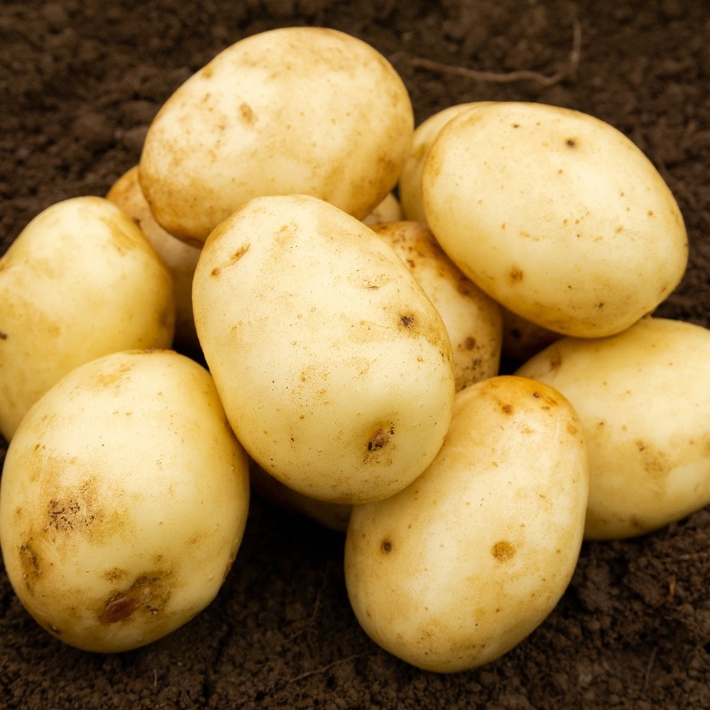 POTATO NADINE GOURMET (10KG BAG) [PRODUCE]