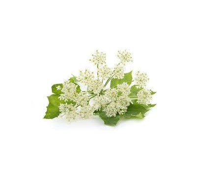 HERB ANGELICA (PER PKT)