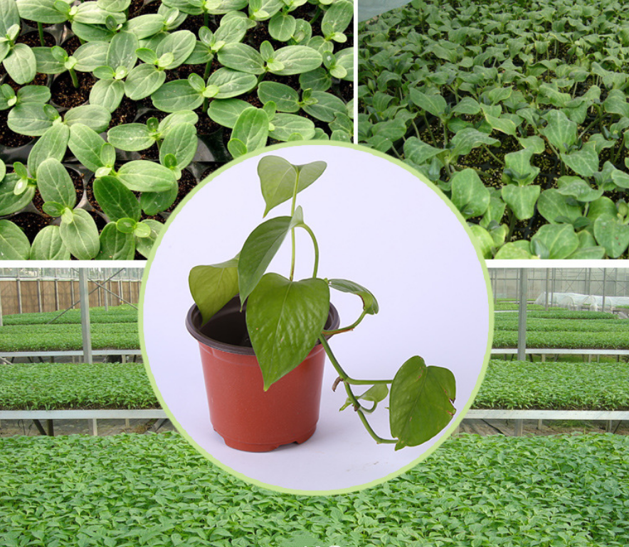 Outdoor Flower Pots