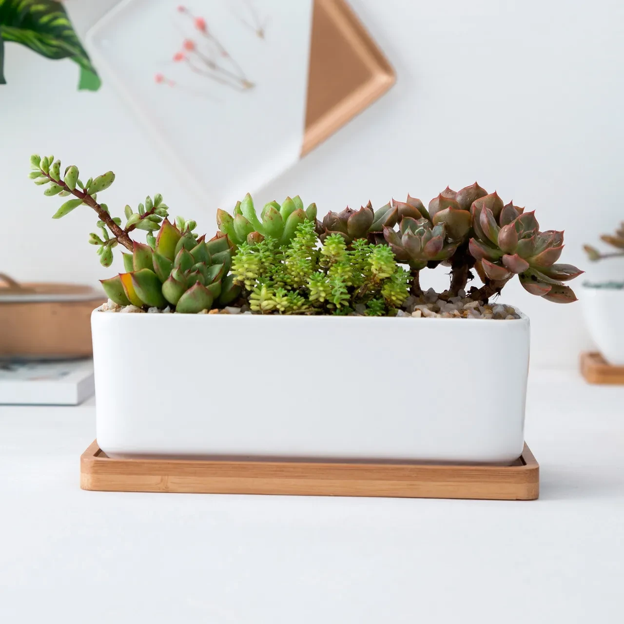 Office Succulents