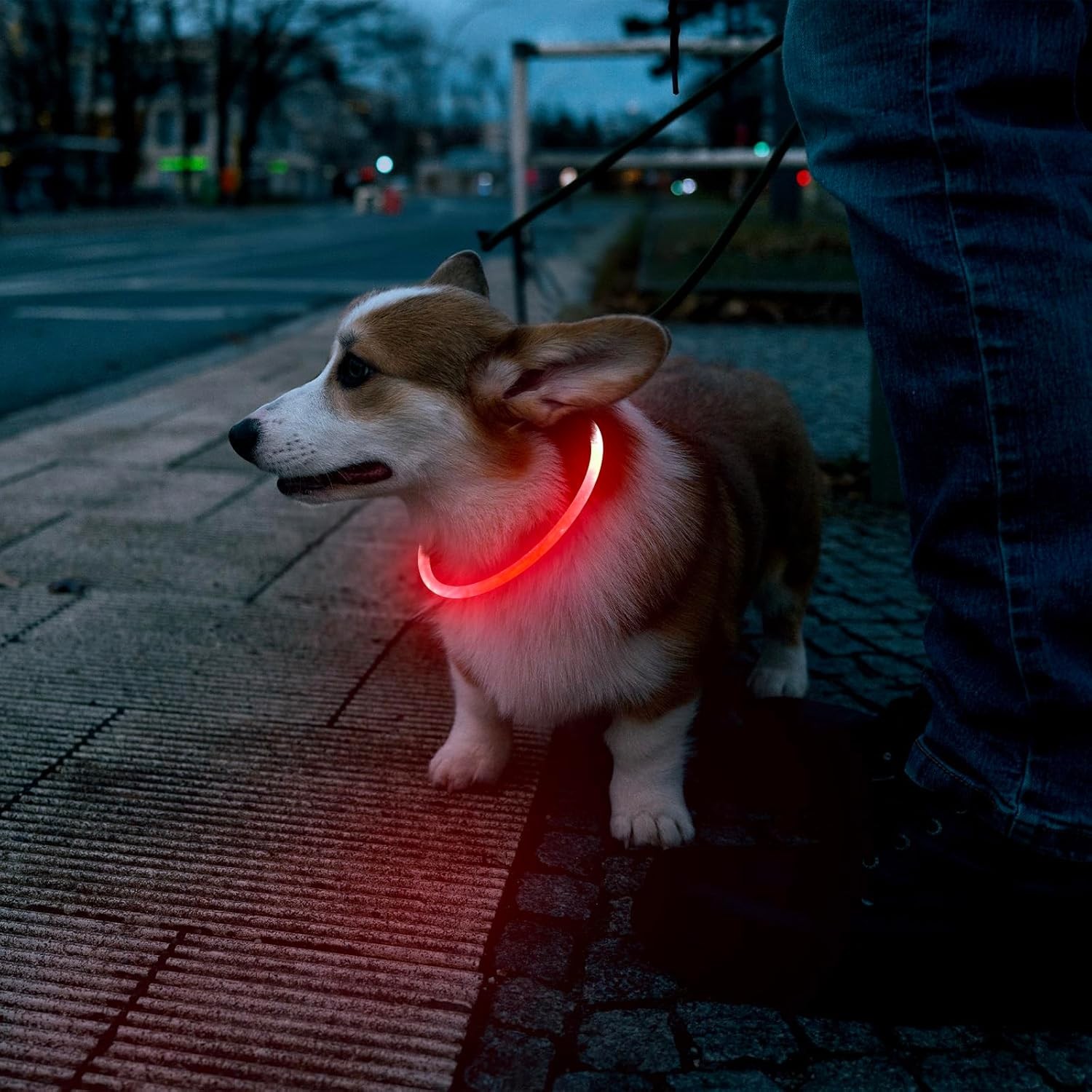 Glowing Dog Collar