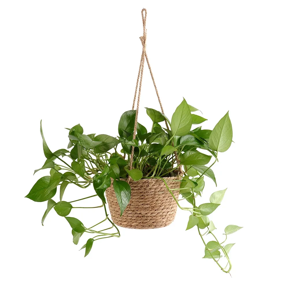 Hanging Pot Critters