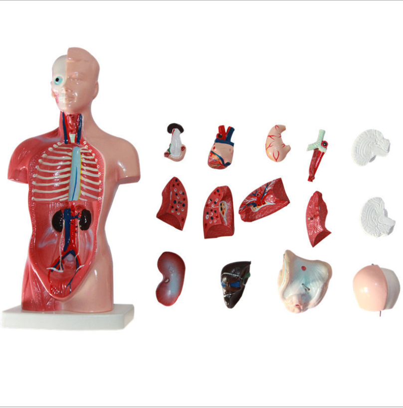 Human Body Model