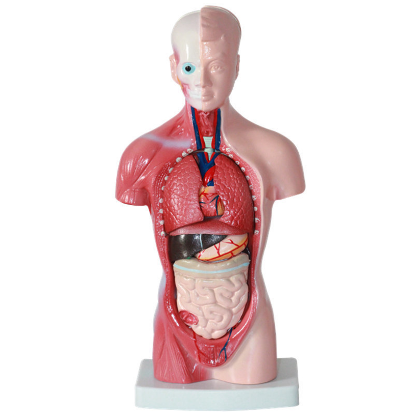 Human Body Model