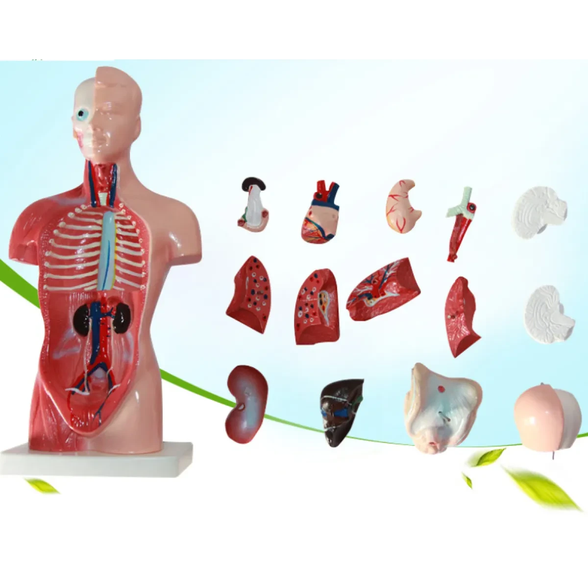 Human Body Model