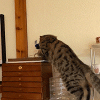 HOT SALE Interactive Chirping Bird Cat Toy