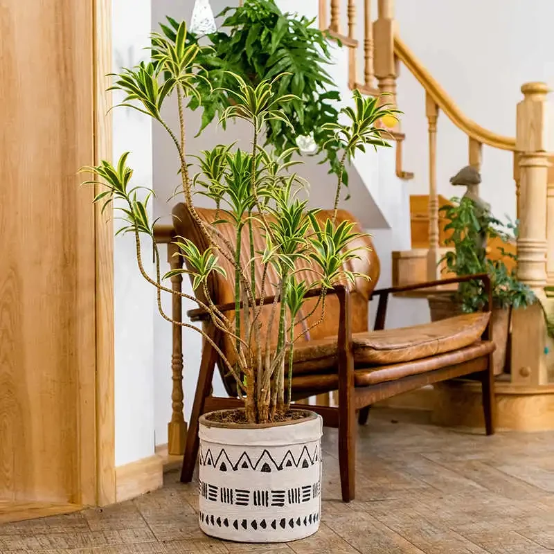 Pot For Plants