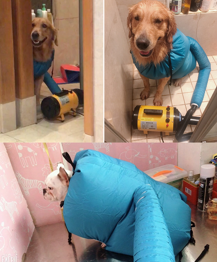 Pet Dryer NZ
