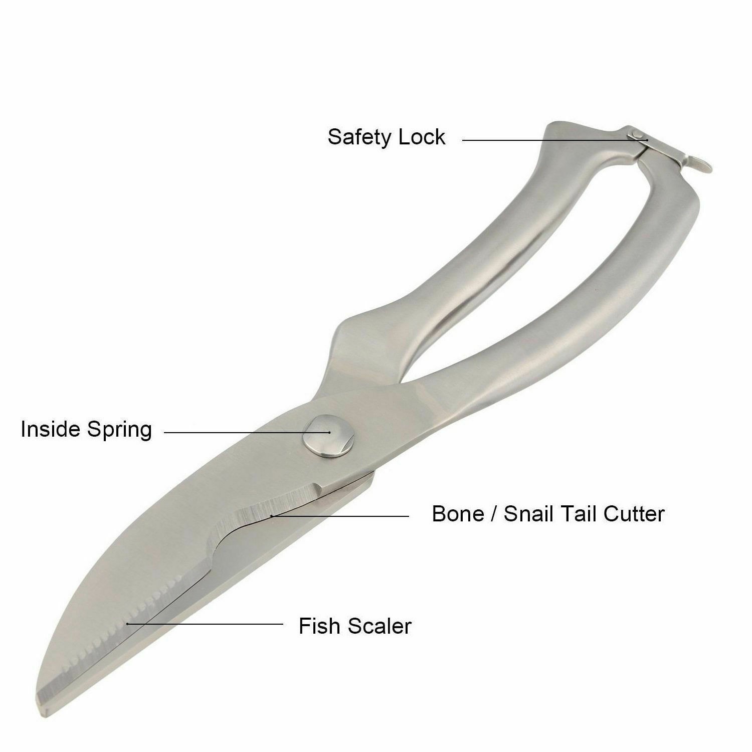 Poultry Chicken Bone