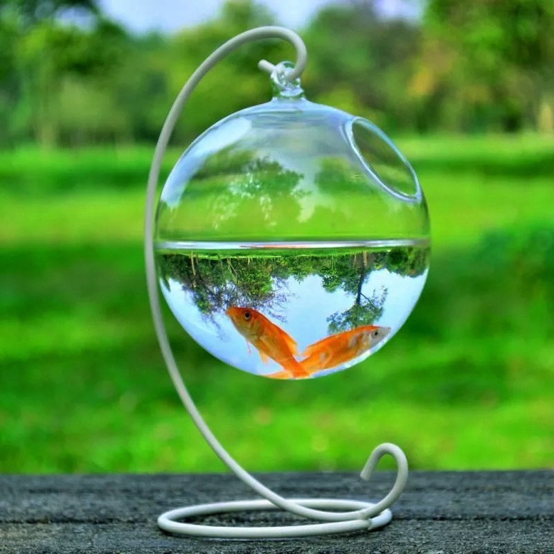 Glass Vase Fish Tank Nz