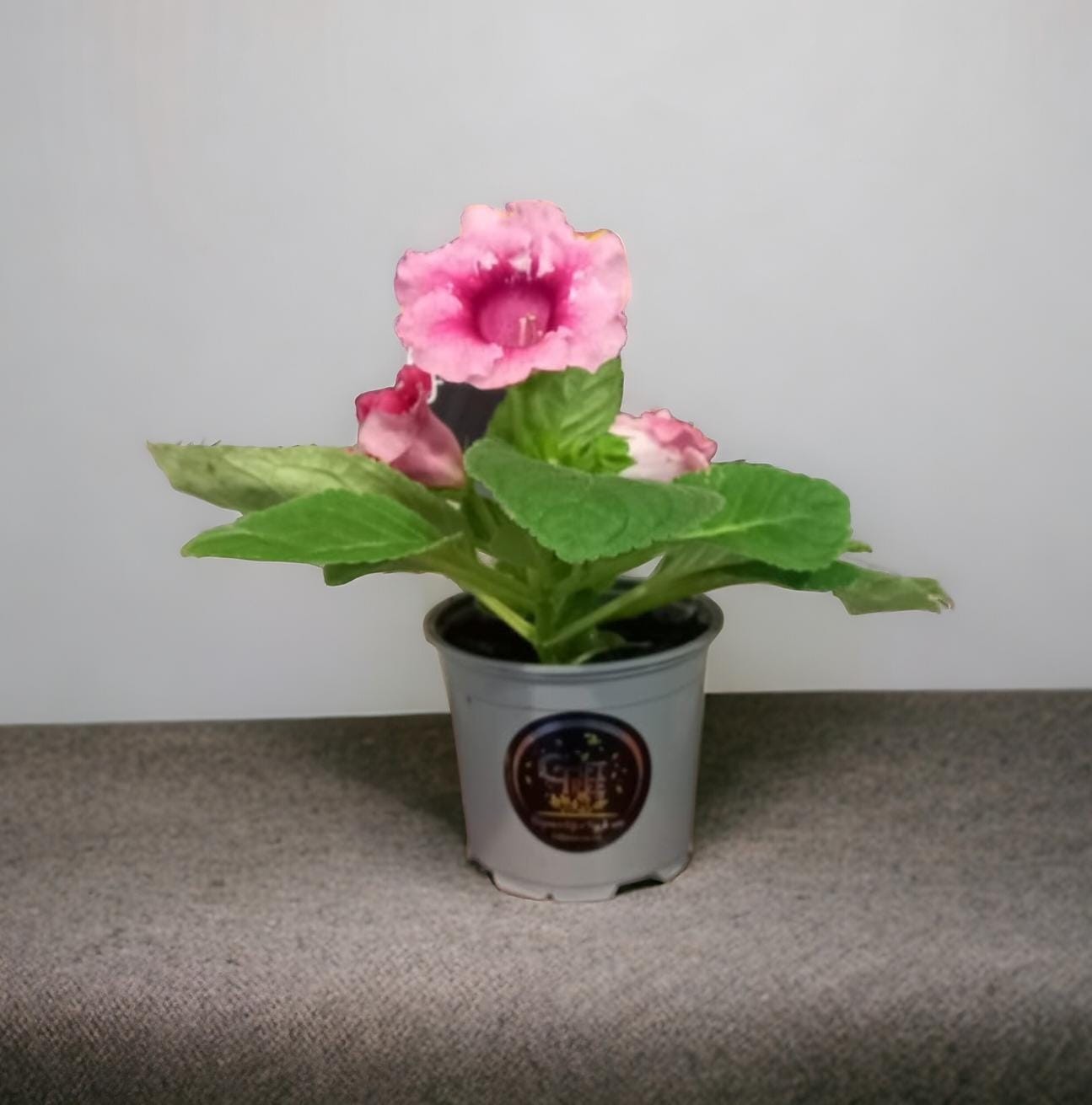 Gloxinia | Plant | How do you care for a Gloxinia?