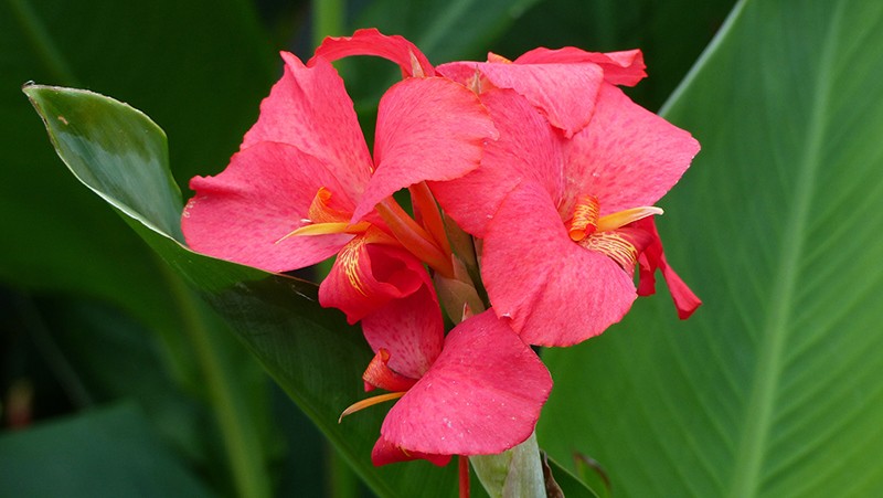 Canna Lily | How To Grow And Care For A Canna Lily