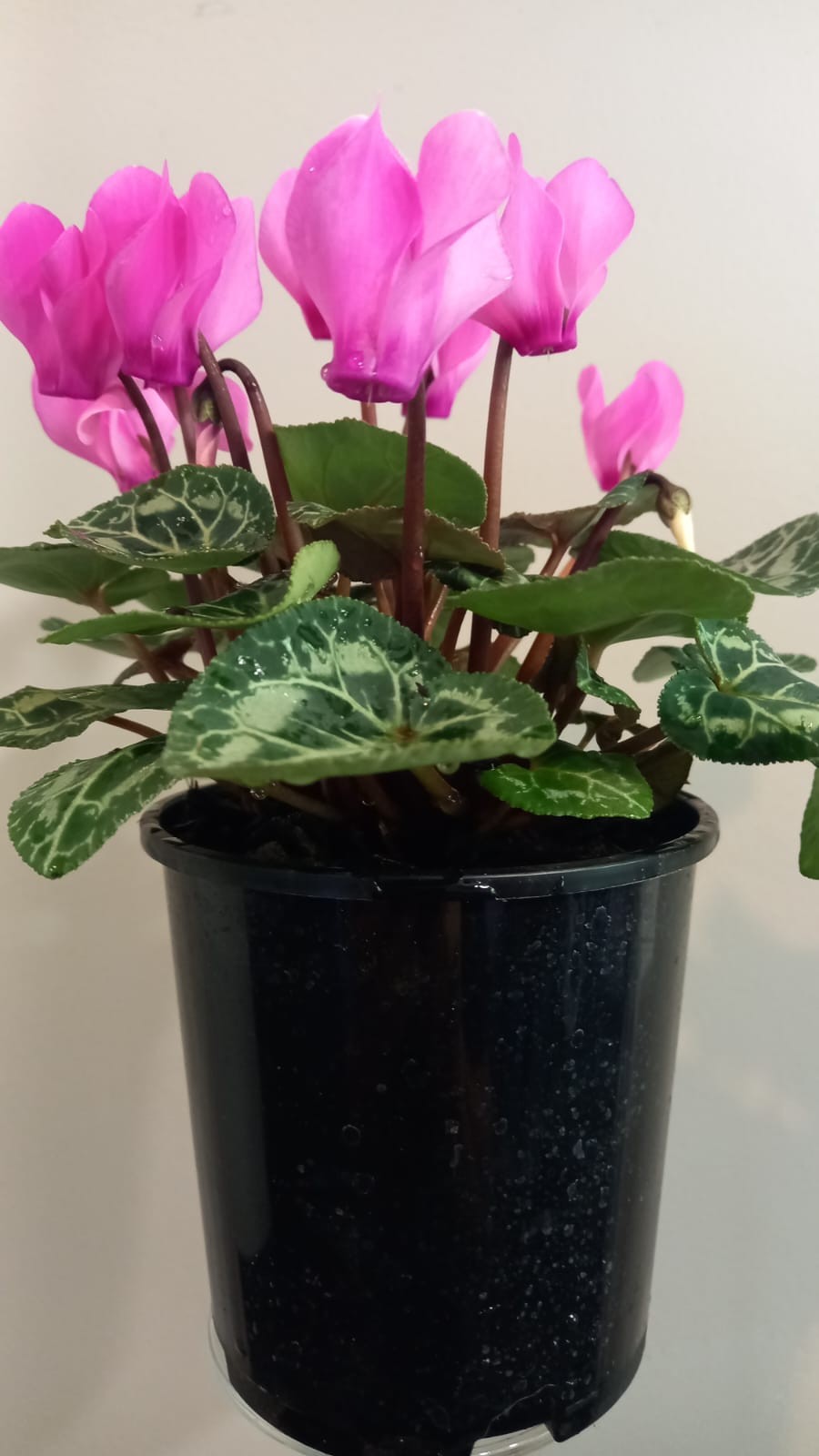 Cyclamen - 12cm