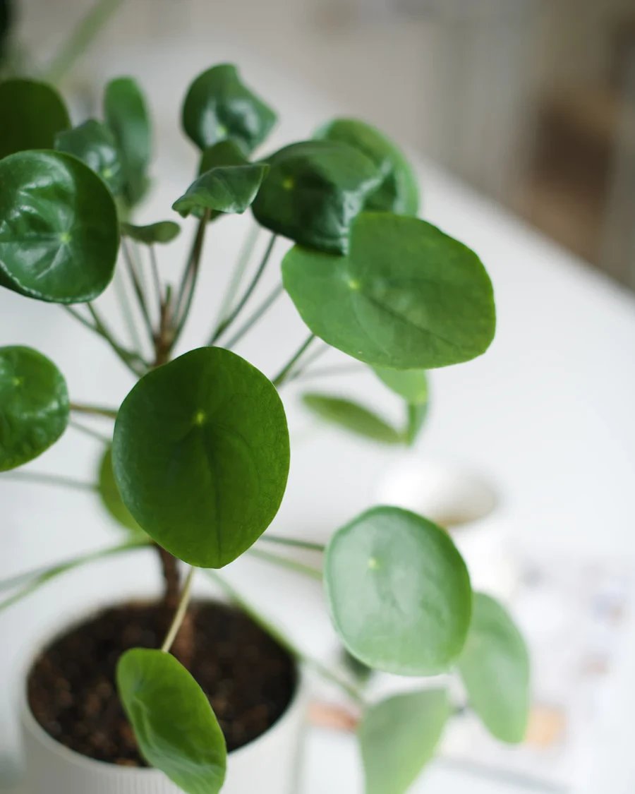 Chinese Money Plant (Rare Plants)