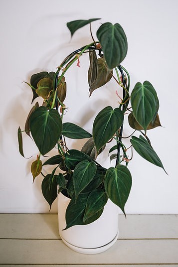 Philodendron micans