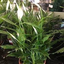Spathiphyllum Chopin