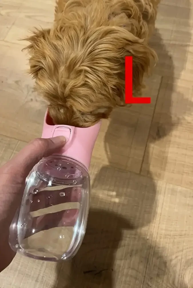 Waterproof & Portable Pet Water Bottle