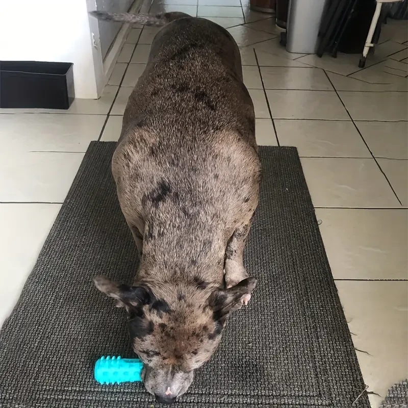 Durable Dog Toothbrush Molar Chew Stick