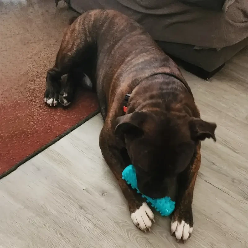 Durable Dog Toothbrush Molar Chew Stick