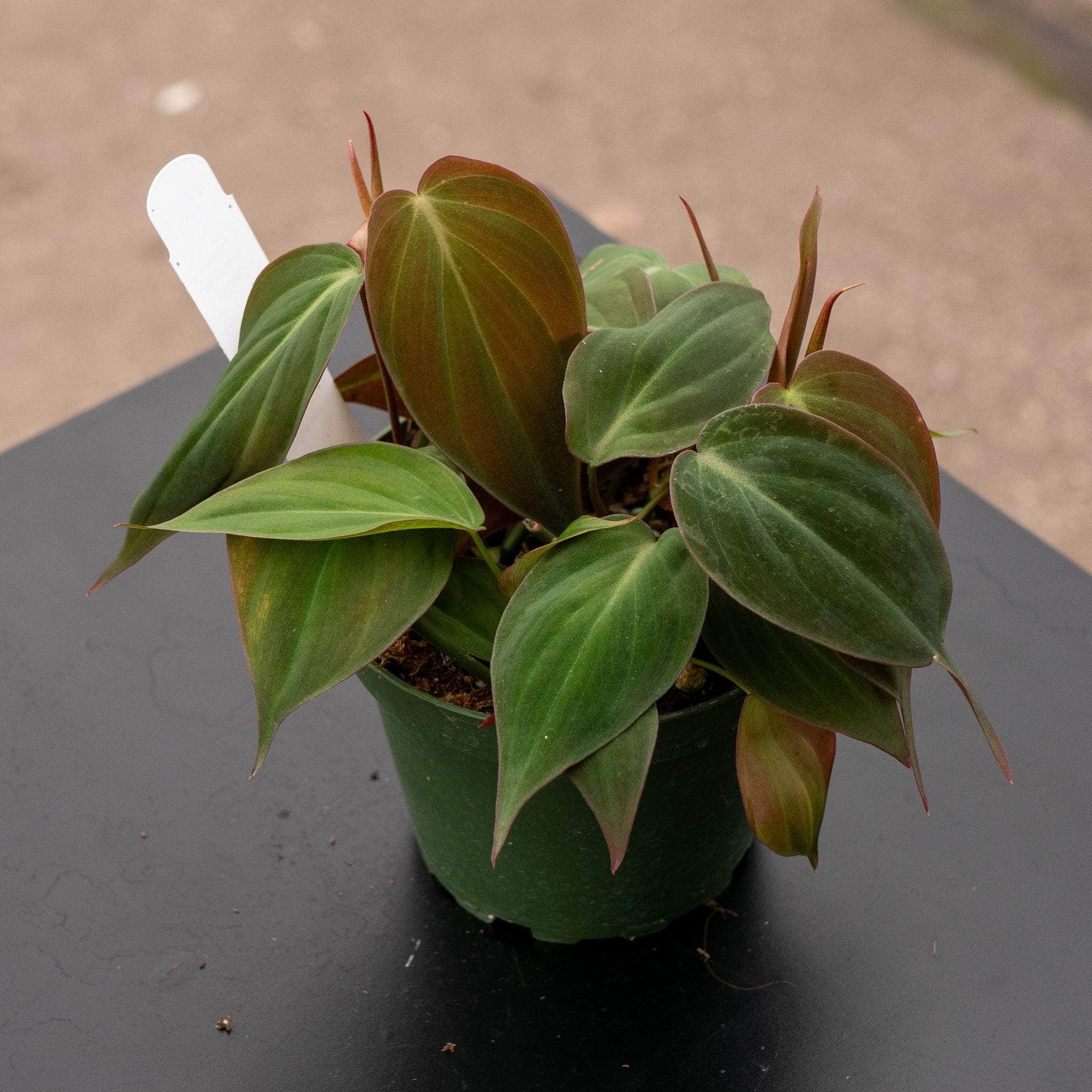 Philodendron hederaceum 'Micans'