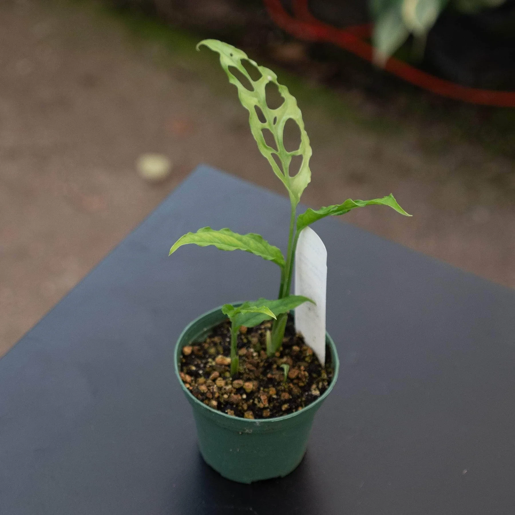 Monstera Obliqua Peru