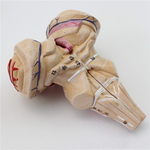 Brain Model 9 Parts With Artery Anatomical Model