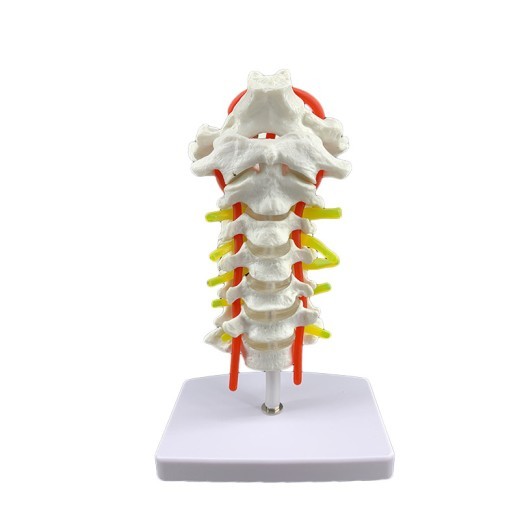Human Cervical Spine With Carotid Artery Model Specimen Model