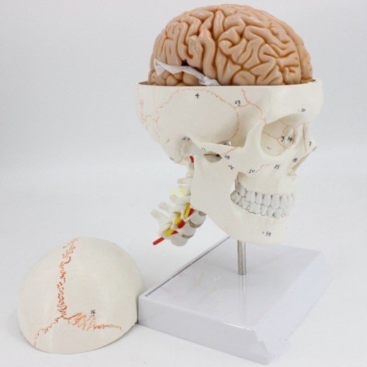 Human Skull Model Bone Suture Skull With Cervical Spine Model