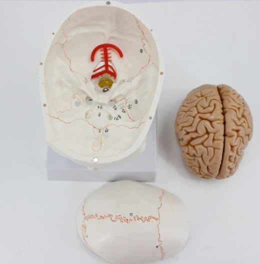 Human Skull Model Bone Suture Skull With Cervical Spine Model