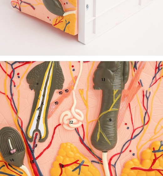 Human Skin Tissue Structure Magnification Anatomical Model Beauty Plastic Surgery