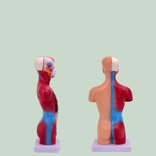 Visceral Detachable Medical Teaching Aids Skeleton