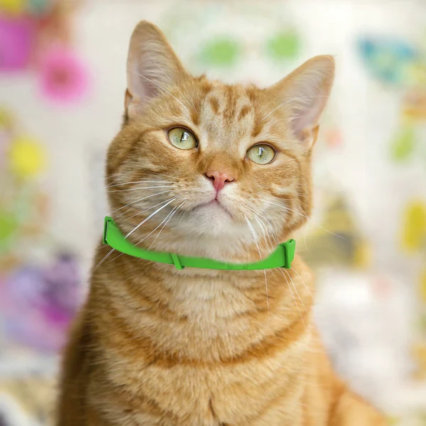 Dr Paws 8 Months Flea and Tick Free Cats