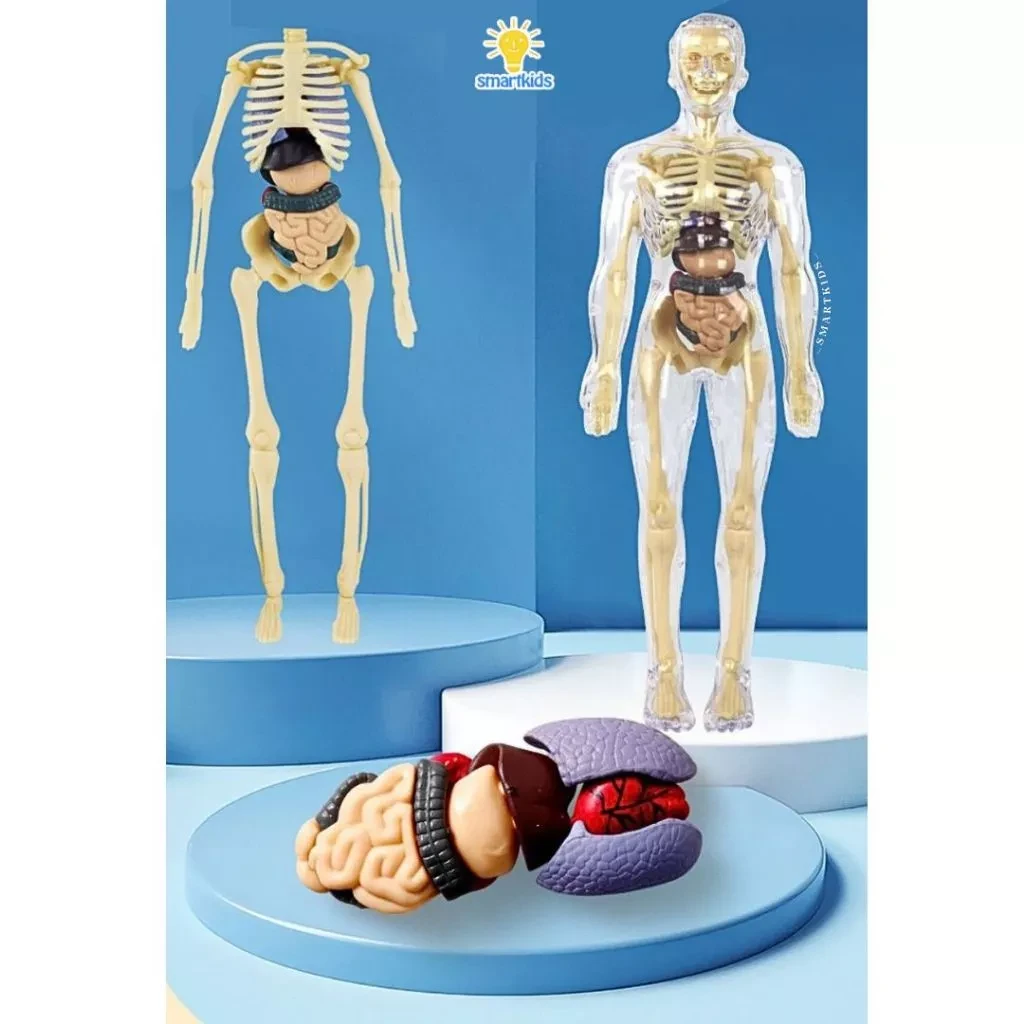 Toy Puzzle 3D Model Human Body Education Children Science Learning Anatomy Body Bones Organ Science STEM DIY Arrangement