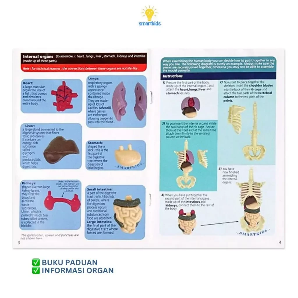 Toy Puzzle 3D Model Human Body Education Children Science Learning Anatomy Body Bones Organ Science STEM DIY Arrangement