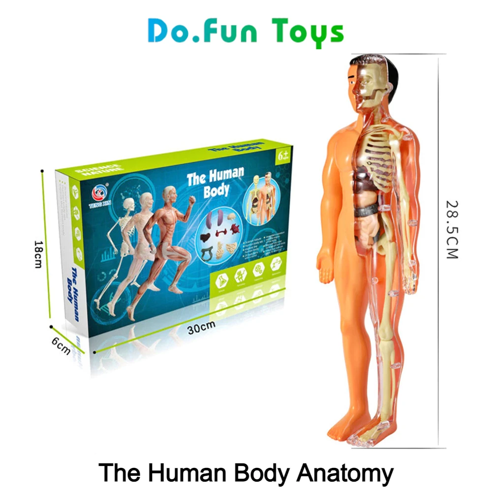 Educational Toys Human Body Torso / Anatomy / Skeleton / Human Organs / Toys Educating Human Body Anatomy Props / Toy Skull Human