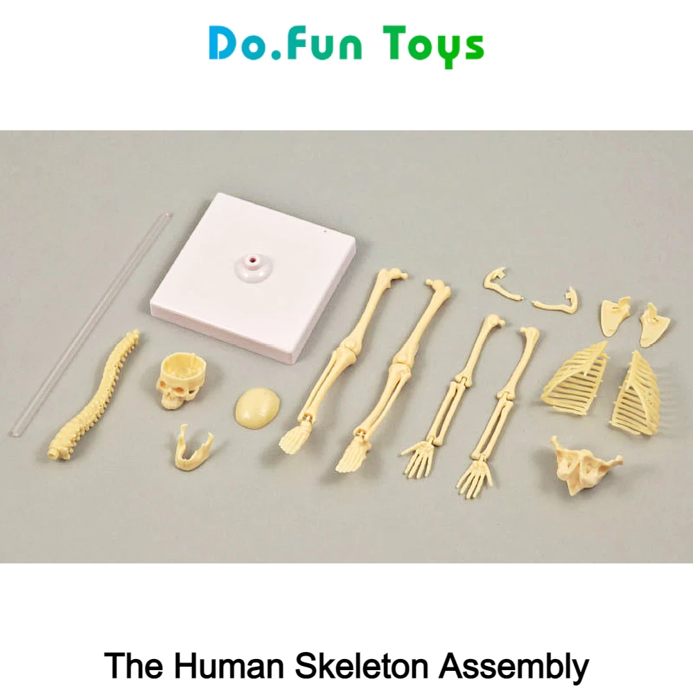 Educational Toys Human Body Torso / Anatomy / Skeleton / Human Organs / Toys Educating Human Body Anatomy Props / Toy Skull Human