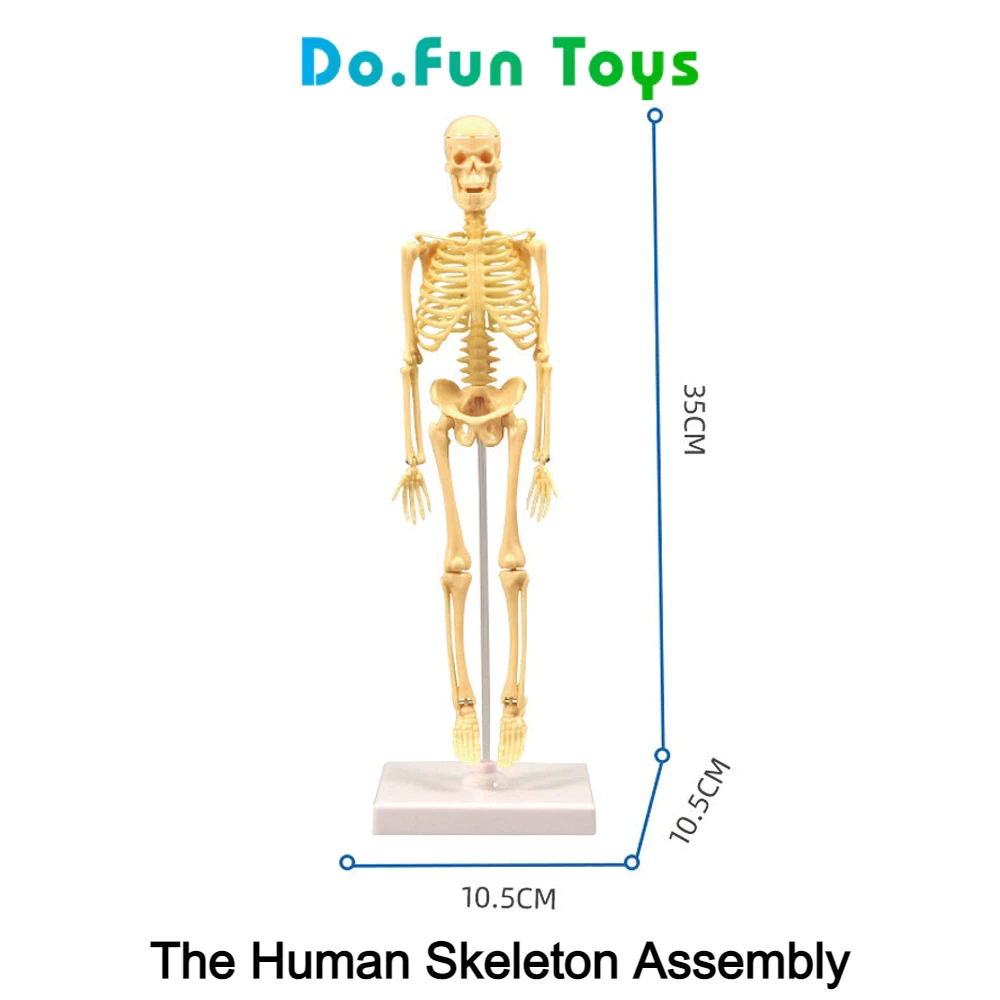 Educational Toys Human Body Torso / Anatomy / Skeleton / Human Organs / Toys Educating Human Body Anatomy Props / Toy Skull Human