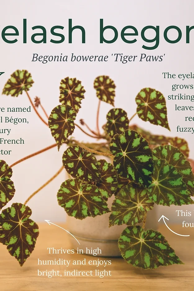 Begonia bowerae 'Eyelash'