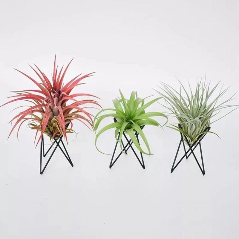 Nordic Style Air Plant Holder Metal Flower Pot Stand, Geometric Iron Tillandsia Holder, Art Display for Home & Garden