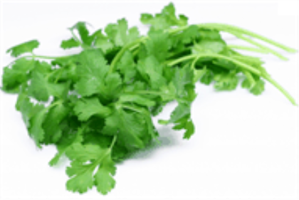 Coriander