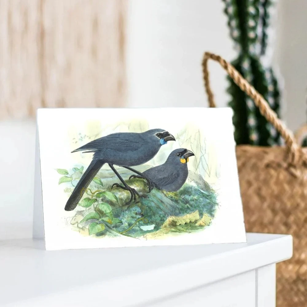 Johannes Keulemans - Card - North Island Kokako and South Island Kokako - Koka