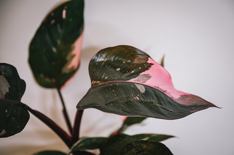 Pink Princess Philodendron