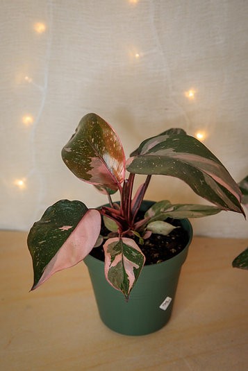 Pink Princess Philodendron