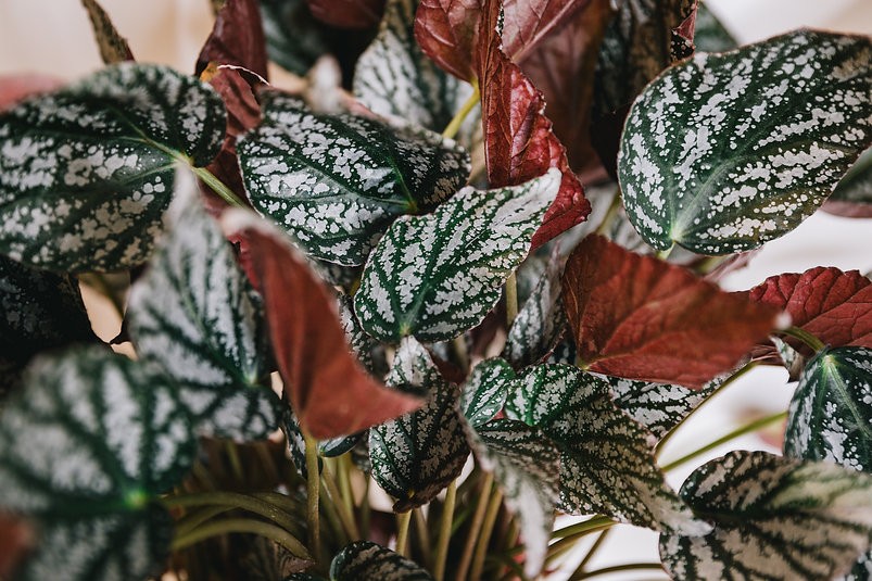 Begonia 'Silver Jewel'