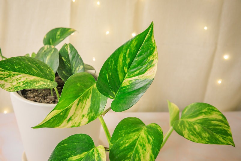 Epipremnum aureum "Golden Pothos"