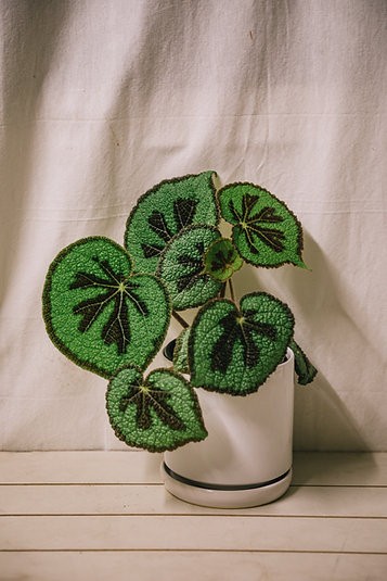 Begonia masoniana 'Mountain'