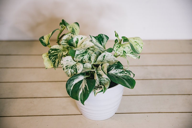 Manjula pothos