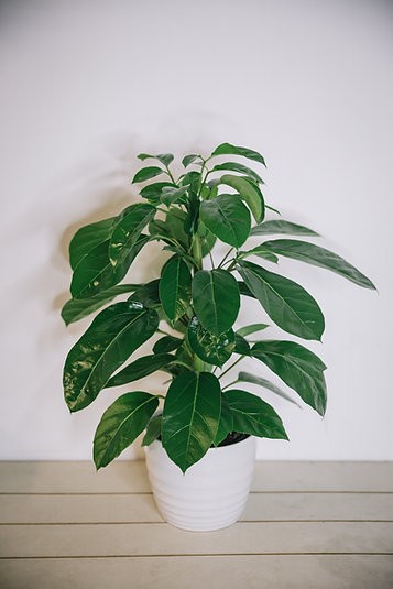 Schefflera alpine