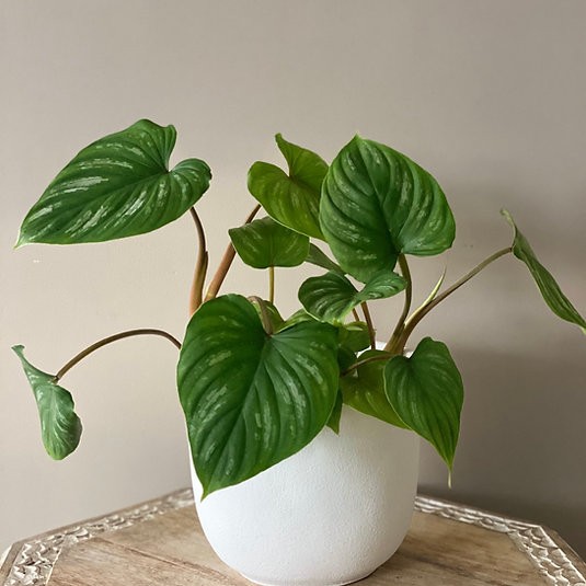 Philodendron - Mamei