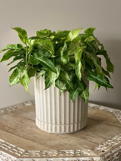 Syngonium - Three Kings